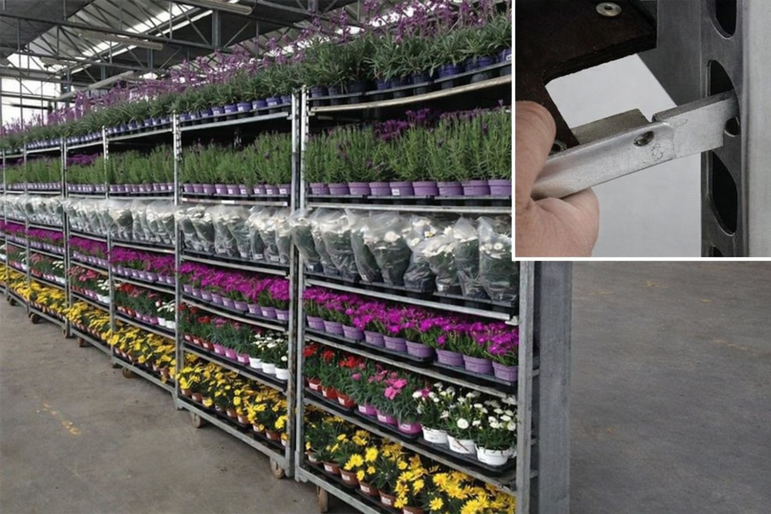 Blomvagnar med växter i ett växthus, med en närbild på en hand som justerar en hylla.